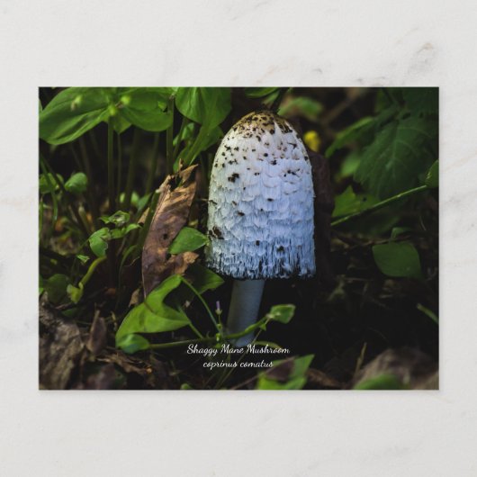 Corpinus Comatus "Shaggy Mushroom"-Briefkaart Feestdagenkaart (Voorkant)