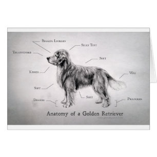 Correcte anatomie van een Golden Retriever [grappi