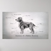 Correcte anatomie van een Golden Retriever Poster (Voorkant)