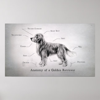 Correcte anatomie van een Golden Retriever Poster