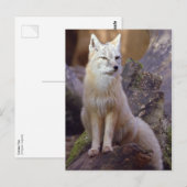 Corsac Fox Briefkaart (Voorkant / Achterkant)