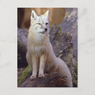 Corsac Fox Briefkaart