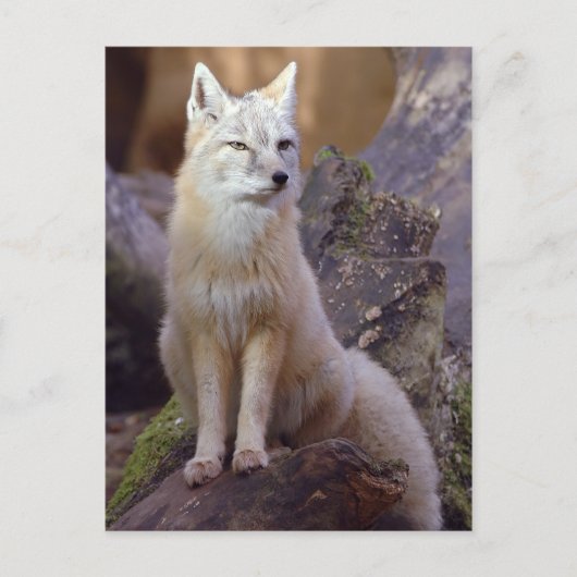 Corsac Fox Briefkaart (Voorkant)