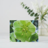 Corsicaan Hellebore Briefkaart (Staand voorkant)
