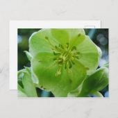 Corsicaan Hellebore Briefkaart (Voorkant / Achterkant)