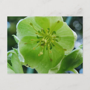 Corsicaan Hellebore Briefkaart