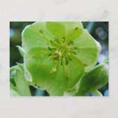 Corsicaan Hellebore Briefkaart (Voorkant)