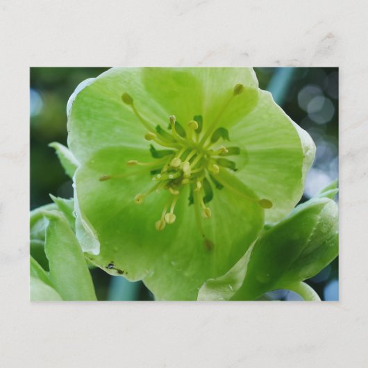 Corsicaan Hellebore Briefkaart (Voorkant)