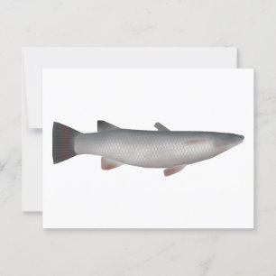 Corsula Briefkaart