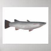 Corsula Poster (Voorkant)