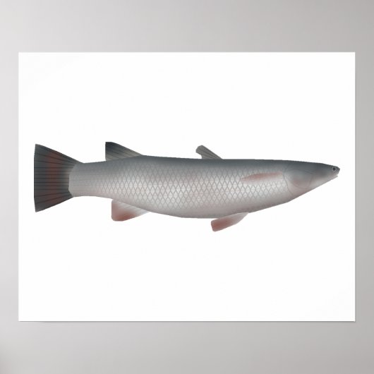 Corsula Poster (Voorkant)