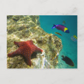 Cortez Rainbow Wrasse mannelijk en vrouw en zee Briefkaart (Voorkant)