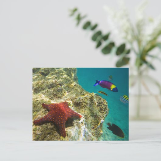 Cortez Rainbow Wrasse mannelijk en vrouw en zee Briefkaart (Staand voorkant)