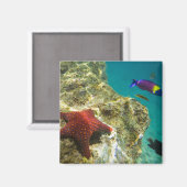 Cortez Rainbow Wrasse mannelijk en vrouw en zee Magneet (Voorkant / Achterkant)