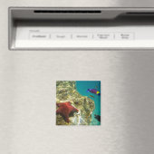 Cortez Rainbow Wrasse mannelijk en vrouw en zee Magneet (Insitu (Vaatwasser))