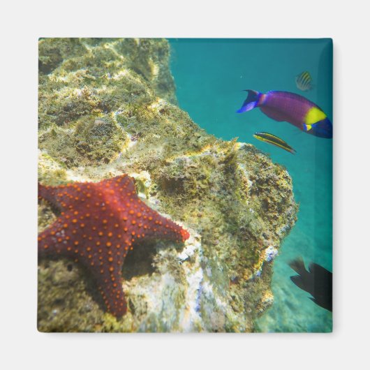 Cortez Rainbow Wrasse mannelijk en vrouw en zee Magneet (Voorkant)