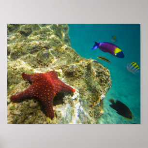 Cortez Rainbow Wrasse mannelijk en vrouw en zee Poster