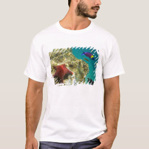 Cortez Rainbow Wrasse mannelijk en vrouw en zee T-shirt