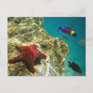 Cortez Regenwrasse mannetje en vrouwtje en zee Briefkaart