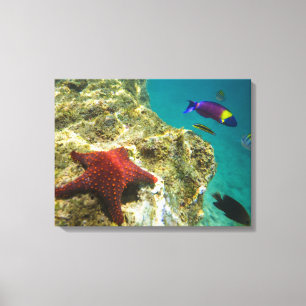 Cortez Regenwrasse mannetje en vrouwtje en zee Canvas Afdruk