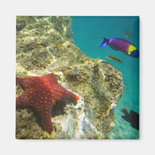 Cortez Regenwrasse mannetje en vrouwtje en zee Magneet
