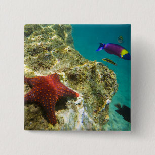 Cortez Regenwrasse mannetje en vrouwtje en zee Vierkante Button 5,1 Cm