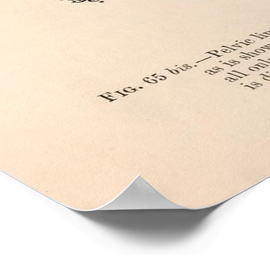 Corvus corax sinuatus poster (Hoek)