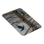 Corvus Corvidae en Cedar Magnet Magneet (Rechterzijde)