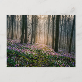 Corydalis bloeiend in een zonnige esdoornbos briefkaart