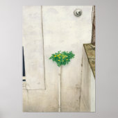 Corydalis lutea poster (Voorkant)