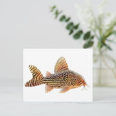 Corydoras Sterbai Briefkaart (Staand voorkant)