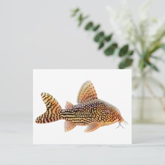 Corydoras Sterbai Briefkaart (Staand voorkant)