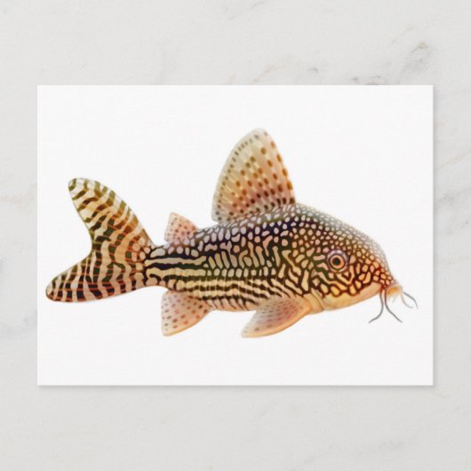 Corydoras Sterbai Briefkaart (Voorkant)