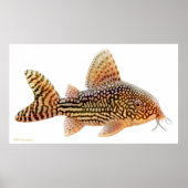 Corydoras Sterbai Catfish Print (Voorkant)