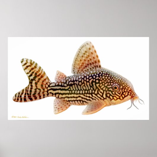 Corydoras Sterbai Catfish Print (Voorkant)