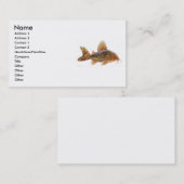 Corydoras Sterbai Catfish Profile Card Visitekaartje (Voorkant / Achterkant)