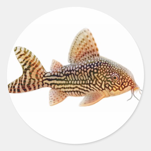 Corydoras Sterbai Catfish Sticker (Voorkant)