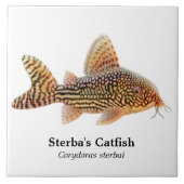Corydoras Sterbai Catfish Tile Tegeltje (Voorkant)