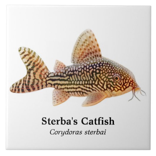 Corydoras Sterbai Catfish Tile Tegeltje (Voorkant)