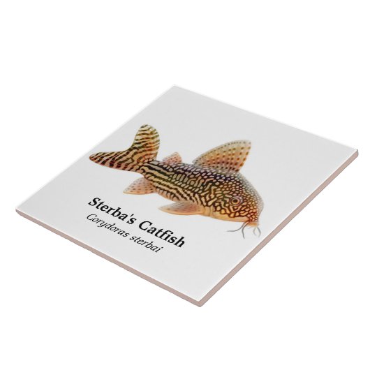 Corydoras Sterbai Catfish Tile Tegeltje (Zijkant)