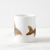 Corydoras Sterbai Mok (Center)