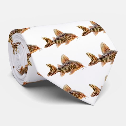 Corydoras Sterbai Stropdas (Opgerold)