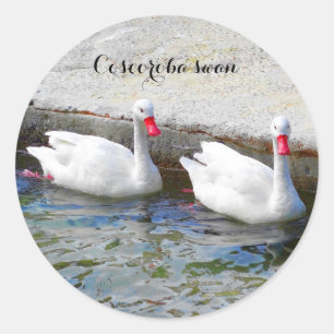 Coscoroba Swan #1 Sticker