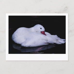 Coscoroba Swan P3442 Briefkaart