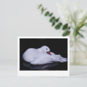 Coscoroba Swan P3442 Briefkaart (Staand voorkant)