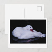 Coscoroba Swan P3442 Briefkaart (Voorkant / Achterkant)