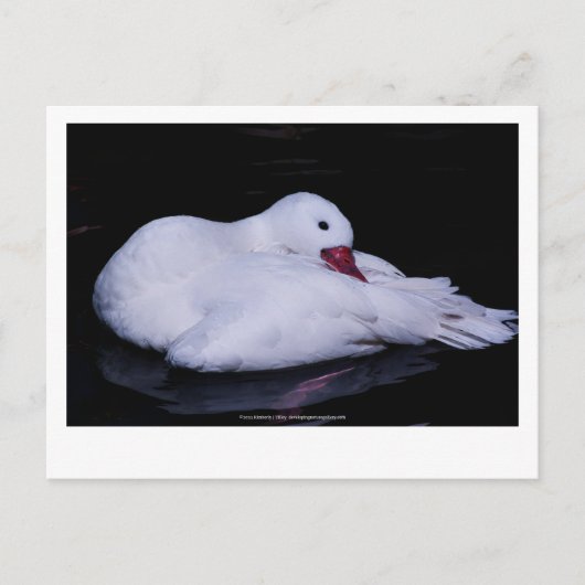 Coscoroba Swan P3442 Briefkaart (Voorkant)