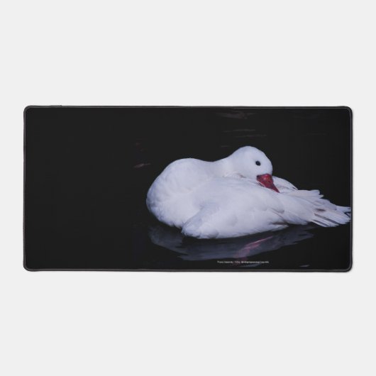 Coscoroba Swan P3442 Bureaumat (Voorkant)