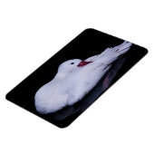 Coscoroba Swan P3442 Magneet (Linkerzijde)