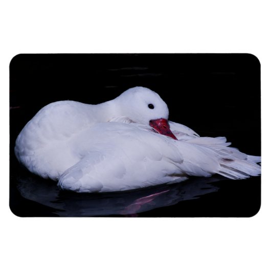 Coscoroba Swan P3442 Magneet (Horizontaal)